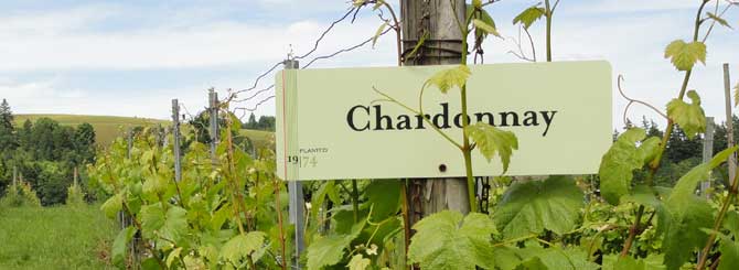Winny Piątek | Różne oblicza chardonnay